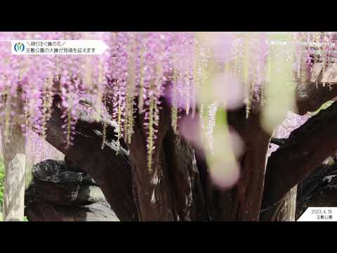 埼玉県指定天然記念物の大藤｜玉敷公園