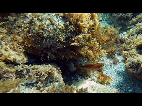 Symphodus mediterraneus