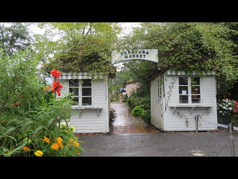 アザミ:とげがあるけど美しい ガーデンデザイン