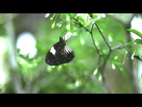 シロモンルリマダラの飛翔　高速度動画