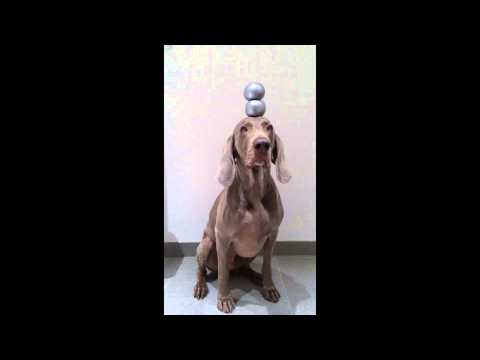 Sonny the Weimaraner dog balancing objects on his head - cute, clever dog :)