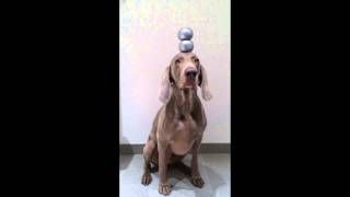 Sonny the Weimaraner dog balancing objects on his head - cute, clever dog :)