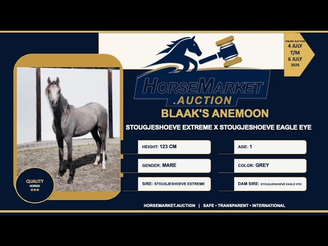 Blaak's Anemoon