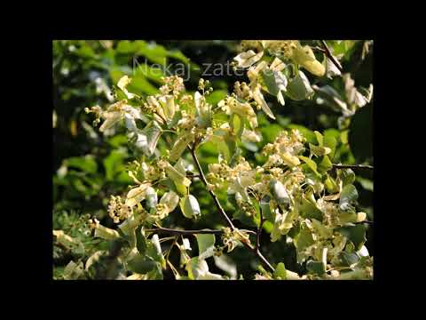 Lipa zelenela je 🌳 /Miroslav Vilhar, Davorin Jenko./ izvajalec Slovenski oktet