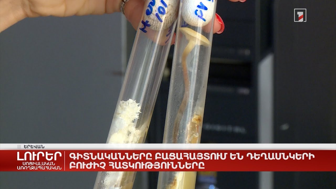 Գիտնականները բացահայտում են դեղասնկերի բուժիչ հատկությունները