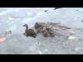 Spotbill Duck With 7 Chicks