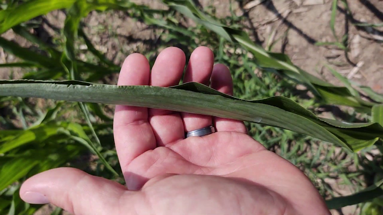 Corn Response to Drought