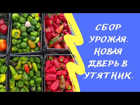 Сбор урожая. Делаем новую дверь. Жизнь в деревне.