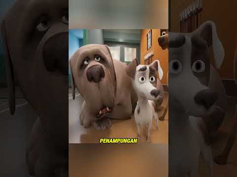 Anjing Kecil Ini Berjuang Menjadi Anjing Kerajaan Setelah Dikhianati!