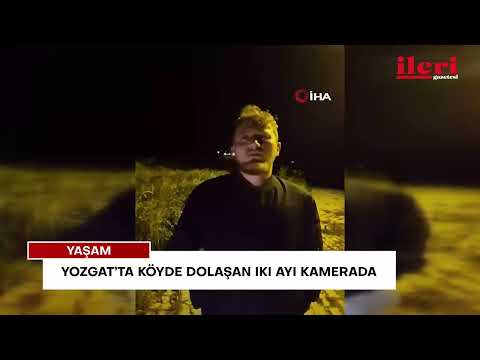 Yozgat’ta köyde dolaşan iki ayı kamerada | İleri Gazetesi