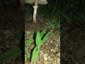 Rain Whatsapp Status Rain Whatsapp Status Video Barish Status Rain Day Status Lepiota Shorts