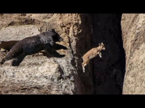 Mountain Goats vs bear Catch Me If you can |No Predator Can Catch Mountain Goats plunges to death