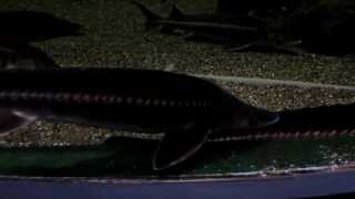 preview picture of video 'Störbecken Oceanarium Sochi'