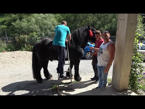 Caii lui Bexa Daniel de la Ciuruleasa, Alba - 2020 Nou!!!