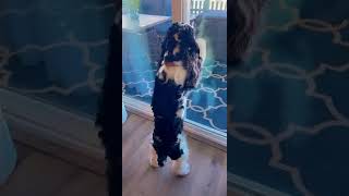 English Cocker Spaniel Puppies Videos