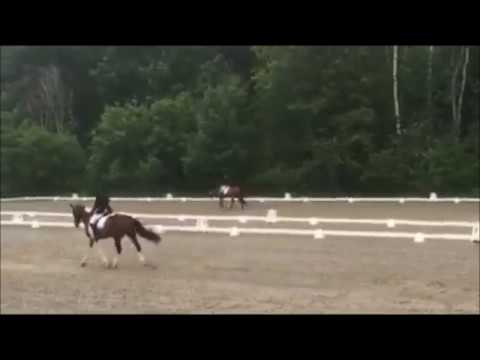 Cadence- Prelim Dressage and Stadium (08/2017)