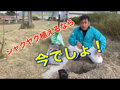 園芸 シャクヤク、シャクヤク