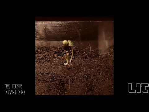 Mustard Seed full five day time lapse