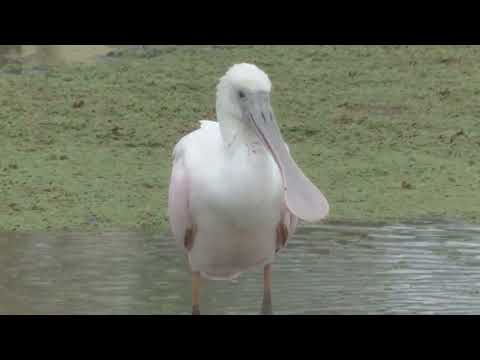 Nidos de aves en juncales Garzas Herons, Nest Santa Fe Argentina 2026