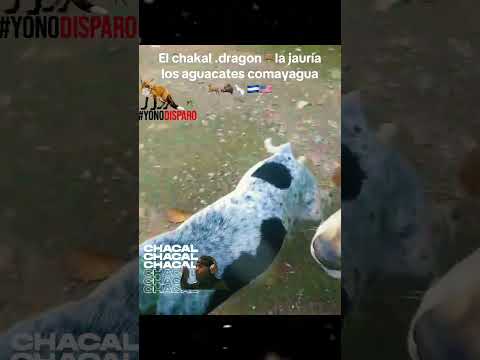 Polanco sabuesos Bluetik la jauría los aguacates comayagua 🦌🐗🐇🇭🇳🇺🇸el chakal y dragón 🦌