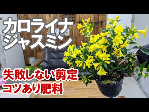 バルコニーでジャスミンを育てる