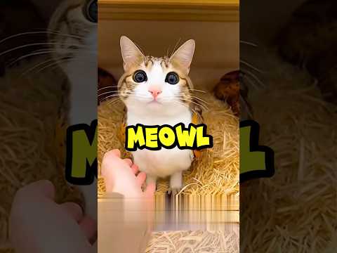 IMAGINE que tu VAS au SUPERMARCHÉ pour ACHETER un MEOWL, Lequel ACHÈTERAIS-TU pour TOI ? 😍 #shorts