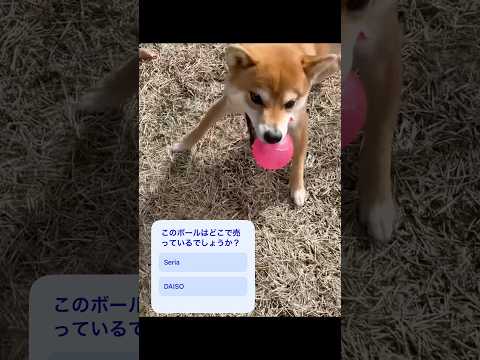 youtube-動物記事1970/01/01 09:00:00