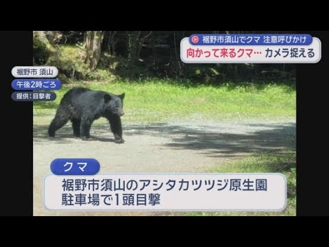 YouTube Video カメラがとらえた！　ゆっくりと歩くクマの姿　クマの目撃が相次ぐ静岡・裾野市