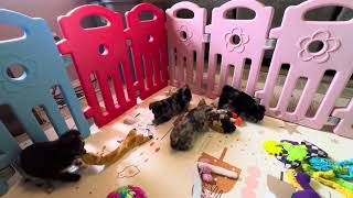 Video preview image #3 Chihuahua Puppy For Sale in CHARLESTON, AR, USA