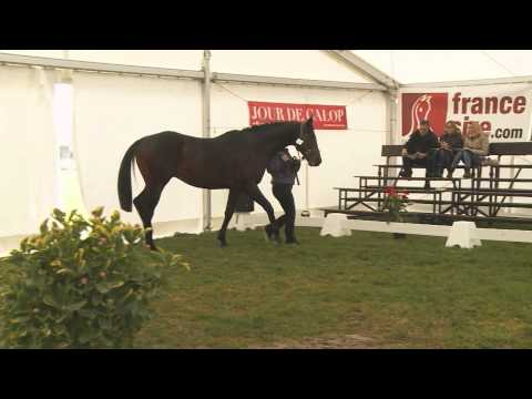 Robin du Nord - Etalon Show du Centre Est 2015