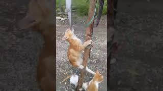 Download lagu Panjat pinang Versi kucing Hadiahnya Ikan Lele😄 mp3