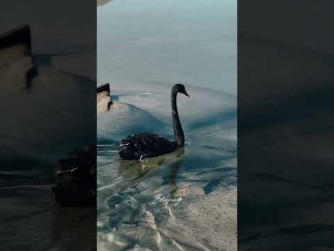 Blowing life  #dailyvlog #travel #nature #mood #reels #viral #beach #australia #banglavlog
