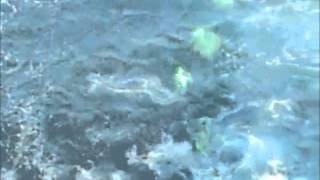 Tournament Cable Gooney Birds IN ACTION