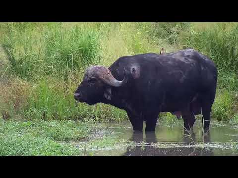 Djuma: Lone African Buffalo standing up-Pt:1 - 05:55 - 02/09/21