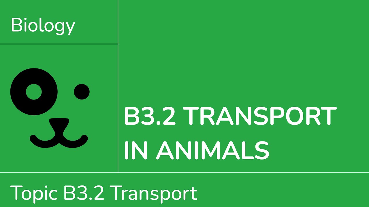 B3.2 Transport in Animals [IB Biology SL/HL]