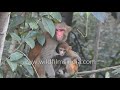 A Rhesus Macaque Mother Feeding Its Baby