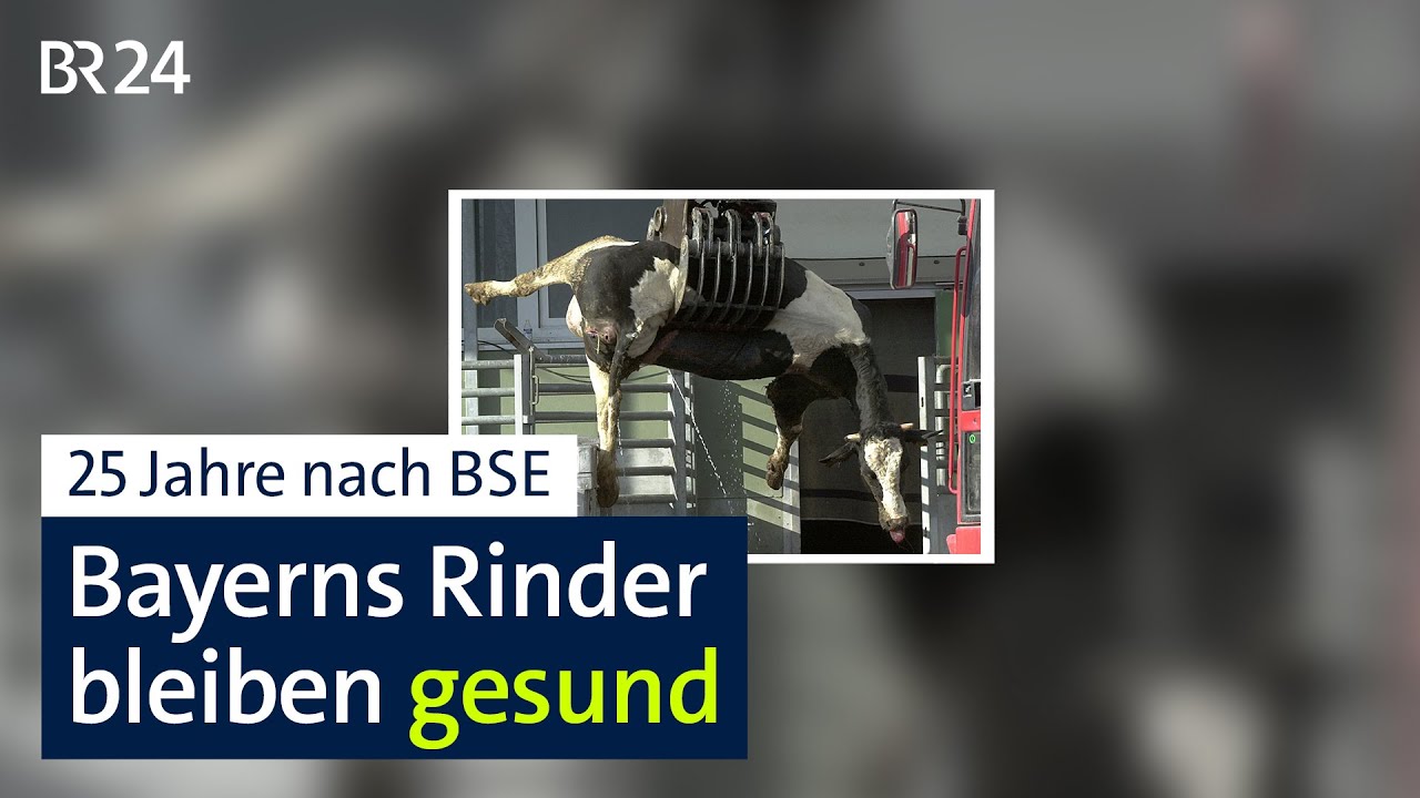 25 Jahre nach BSE: Bayerns Rinder bleiben gesund | BR24