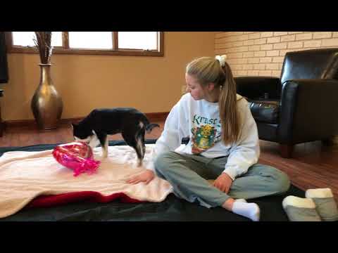 Puppy Videos - January 21st