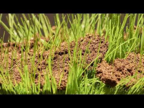Grass Growing Time-Lapse