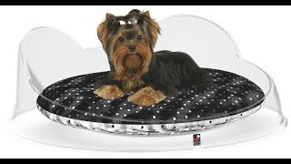 Cucce luxury per cani da interno | lettini design per cani piccoli | DDplus pet