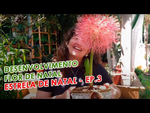 , title : 'Melhor método para dar flor FLOR DE NATAL'