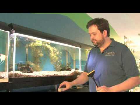 How to Clean Algae From an Aquarium