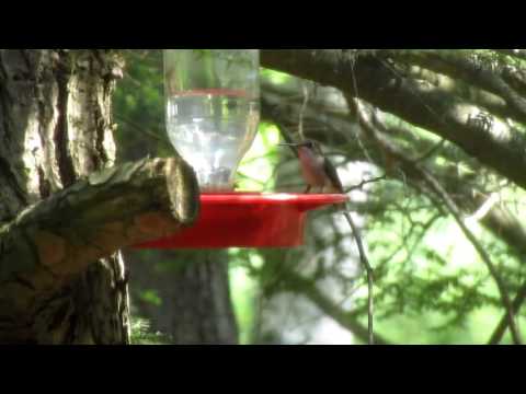 Wasp fighting hummingbird
