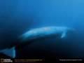 Northeast Pacific Blue Whale Call