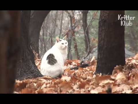 Cat Can't Accept The Reality Of Being Abandoned | Kritter Klub