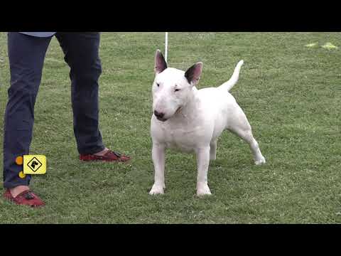 “Perros en acción”  Programa Nº 374 Bloque 3