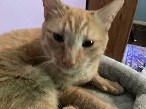 FYI, the tuxedo is Charlie and the orange is Rashi (pronounced  raw-she￼)