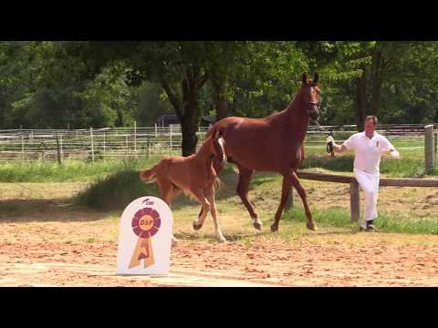 KN 07 Bardolino Hf v.  Benicio - Londonderry