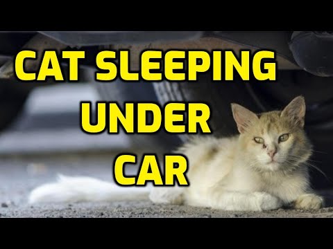 How To Get A Cat Out From Underneath A Car?