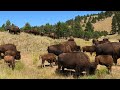 Buffalo Attack at Sturgis 2022